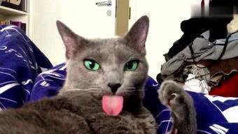 娱乐吃瓜酱猫咪头套,揭秘“吃瓜酱”猫咪的趣味生活